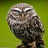 Фото профиля TheLawyerOwl