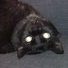 Comrade Titten 🐾's profile picture