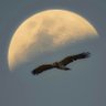 临风饮酒 profil fotoğrafı