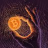 Pablo Crypto ₿ 𐤊 ⌘ ꧁IP꧂ CLONE 的头像