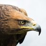 Фото профиля Eagle2020