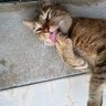 Profilbild von こま猫(ΦωΦ)