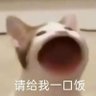 Фото профиля 猫不爱吃鱼
