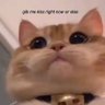 Miaw 的头像