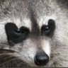 la nada.'s profile picture