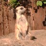 Lebo profil fotoğrafı