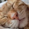 Lime Z's profile picture