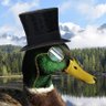 Mallard Duck Films 的头像