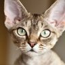 Kaipinoska's profile picture