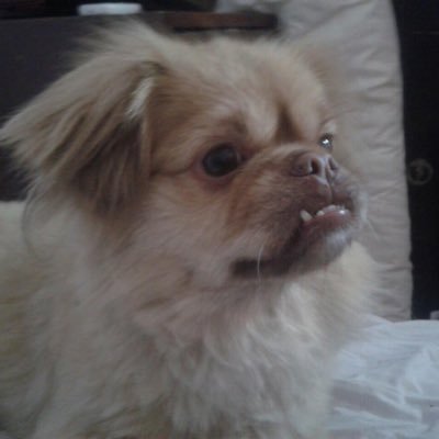 FREEDYBRUNA's profile picture