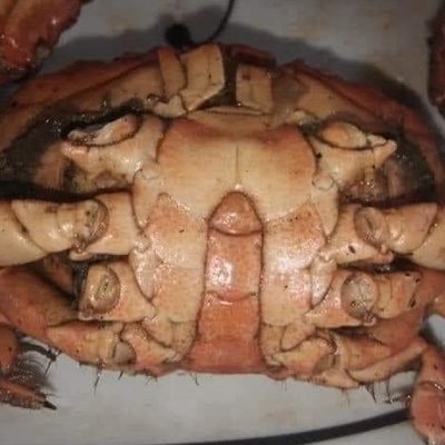 ang_gusto's profile picture