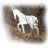 The White Horse profil fotoğrafı