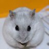 Фото профиля 蓮ちゃんハムスター