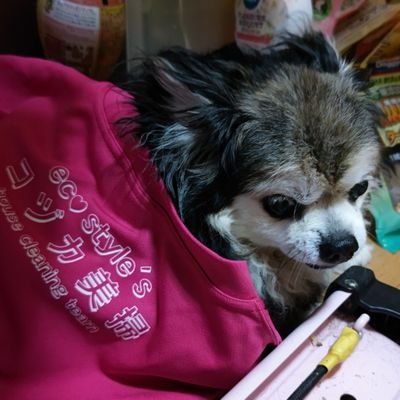 kozukabisou's profile picture