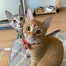 あや profil fotoğrafı