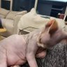 CY 的头像