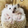 さなぎ's profile picture
