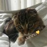 ๅญใกใใ's profile picture