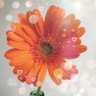Фото профиля mi🌻🌻