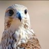 شيهانه's profile picture