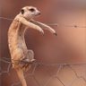 Mnyamaa profil fotoğrafı