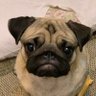 PH, CFA profil fotoğrafı