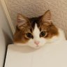 Profilbild von まろピ