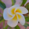 flower of Mayo's profile picture