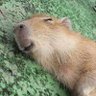 Фото профиля Capybara