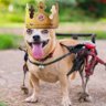 Hateful Dog's profile picture
