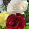 نور الهدى's profile picture