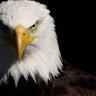 #Jazzzlama profil fotoğrafı