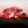 porcupine tree's profile picture
