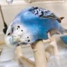 Фото профиля ハクサイーヌ（固定）@レタスの飼い主