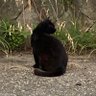 Profilbild von ねこ(^ 0 . 0 ^)