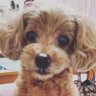 べにちゃん 的头像