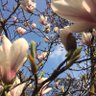 Anita Blom's profile picture