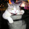 【圣火喵喵教】萨噶那酱's profile picture