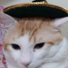 Captain Obvious's profile picture