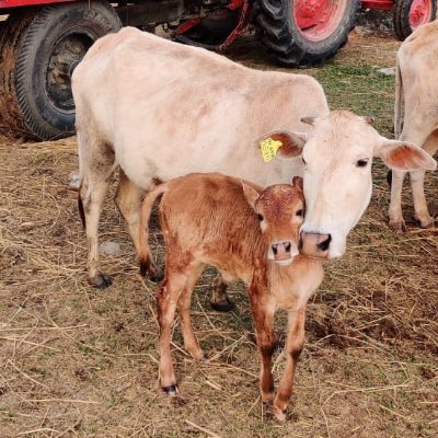 Gau Gyan Foundation's profile picture