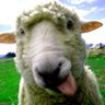 FlockOfSheeple profil fotoğrafı