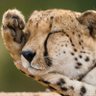 Profilbild von Jesper Cheetah
