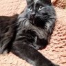 猫さとし 的头像