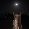 ابن النجاشــــي .. 的头像