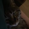 Sekiro profil fotoğrafı