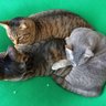 Фото профиля 人生楽天🐈️