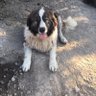 Ankara Patiliköy profil fotoğrafı