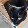 Profilbild von cosmoo🐨@that cat aint right