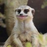 Dubz's profile picture