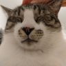Фото профиля 😞🥳🐱